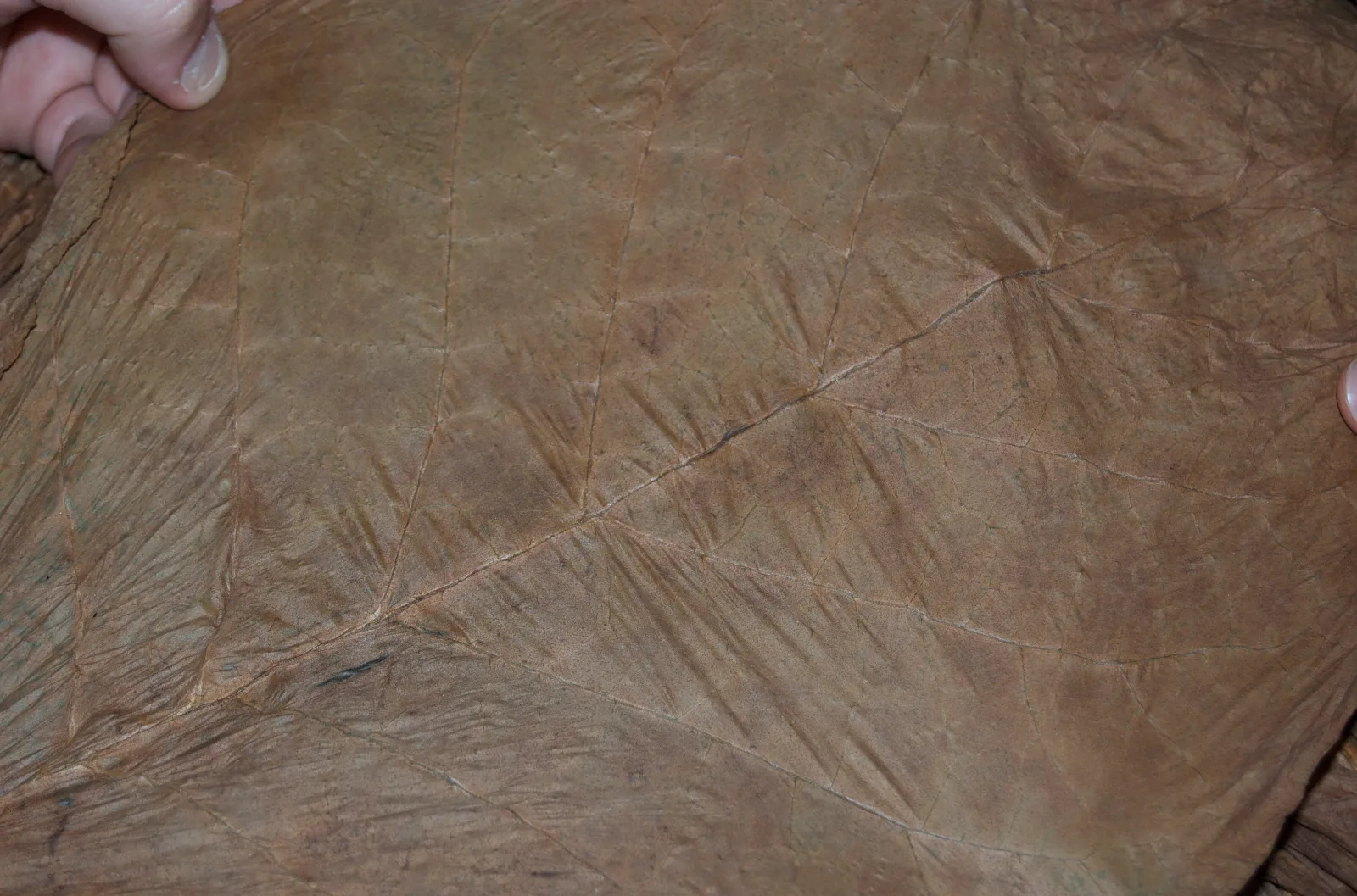 A fermented tobacco leaf, close up